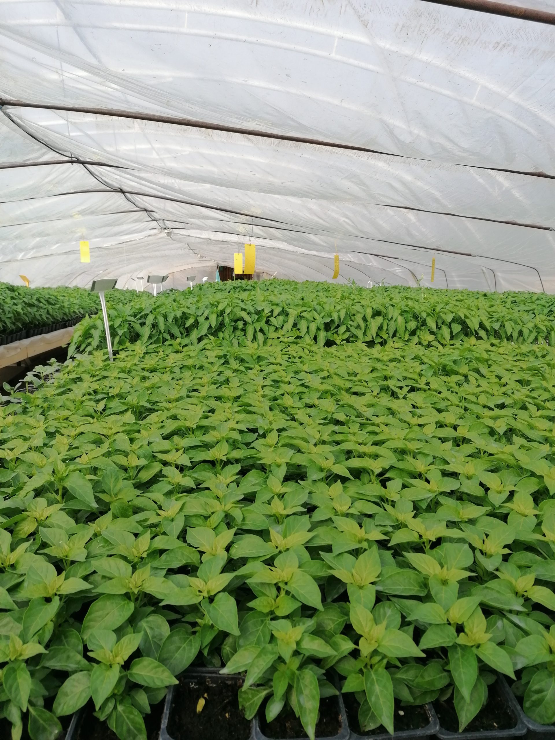 Priesady, Kvety Bylinky