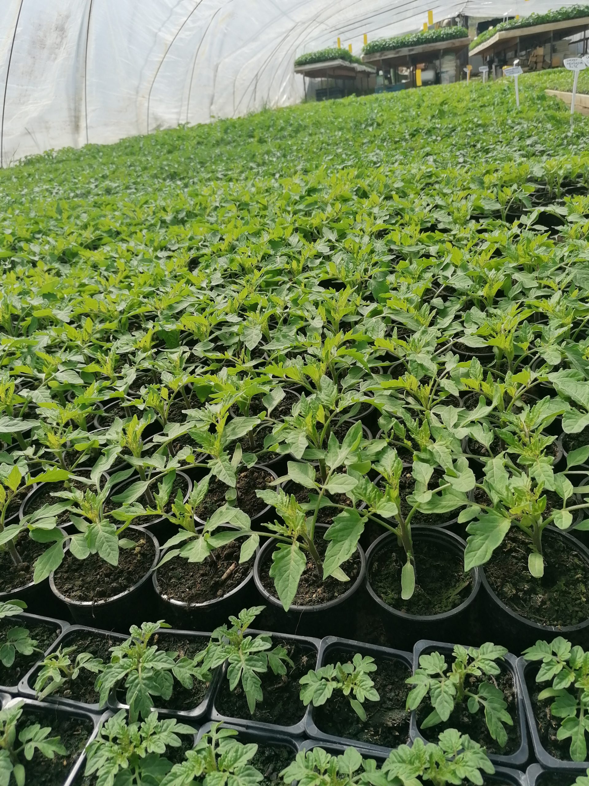 Priesady, Kvety Bylinky