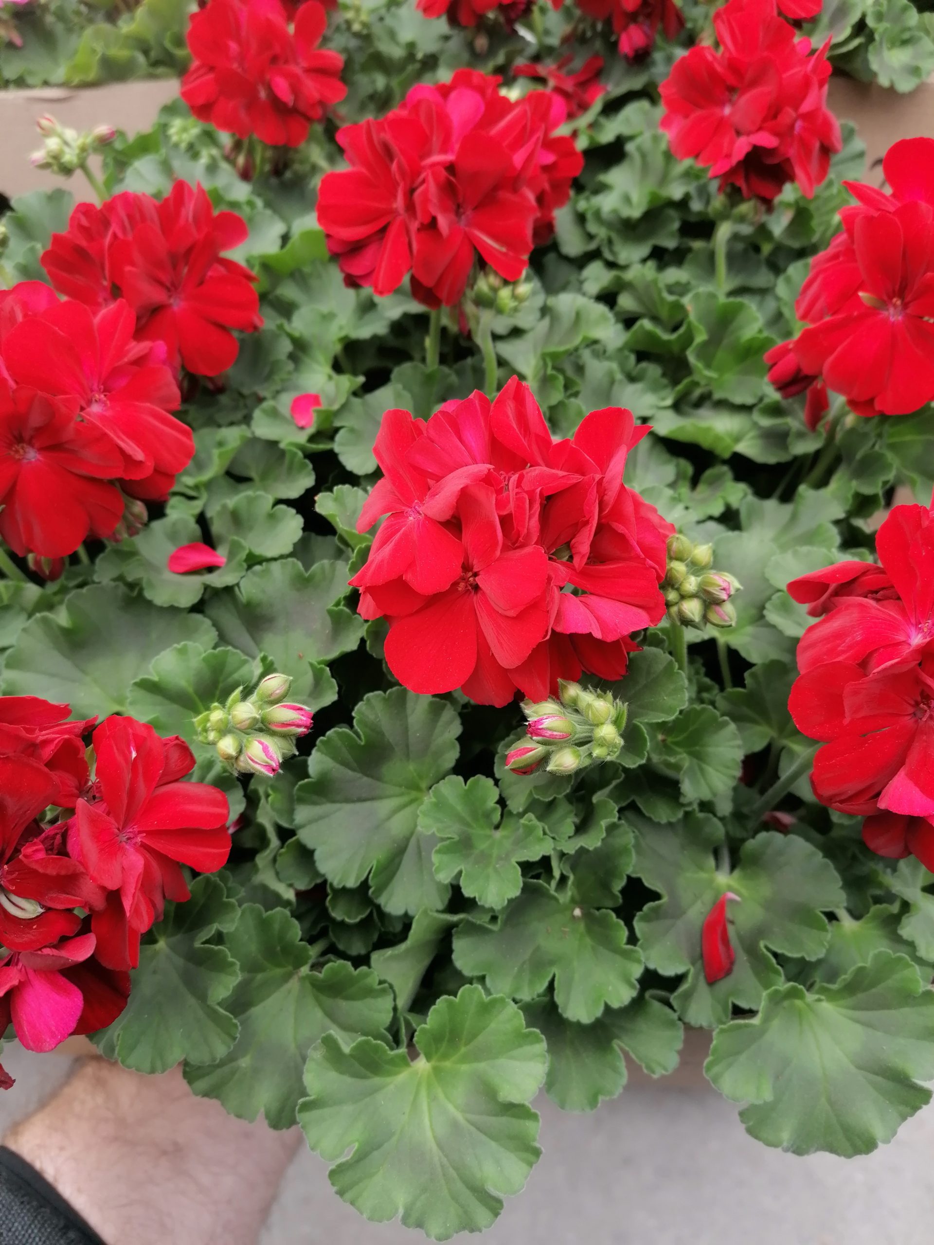 Priesady, Kvety Bylinky