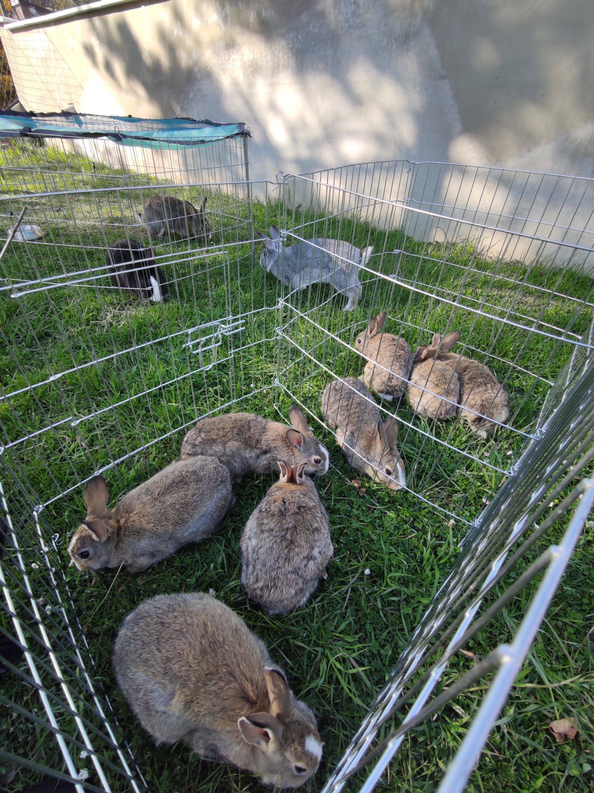 Predám mladé králiky Liptovský Lysko