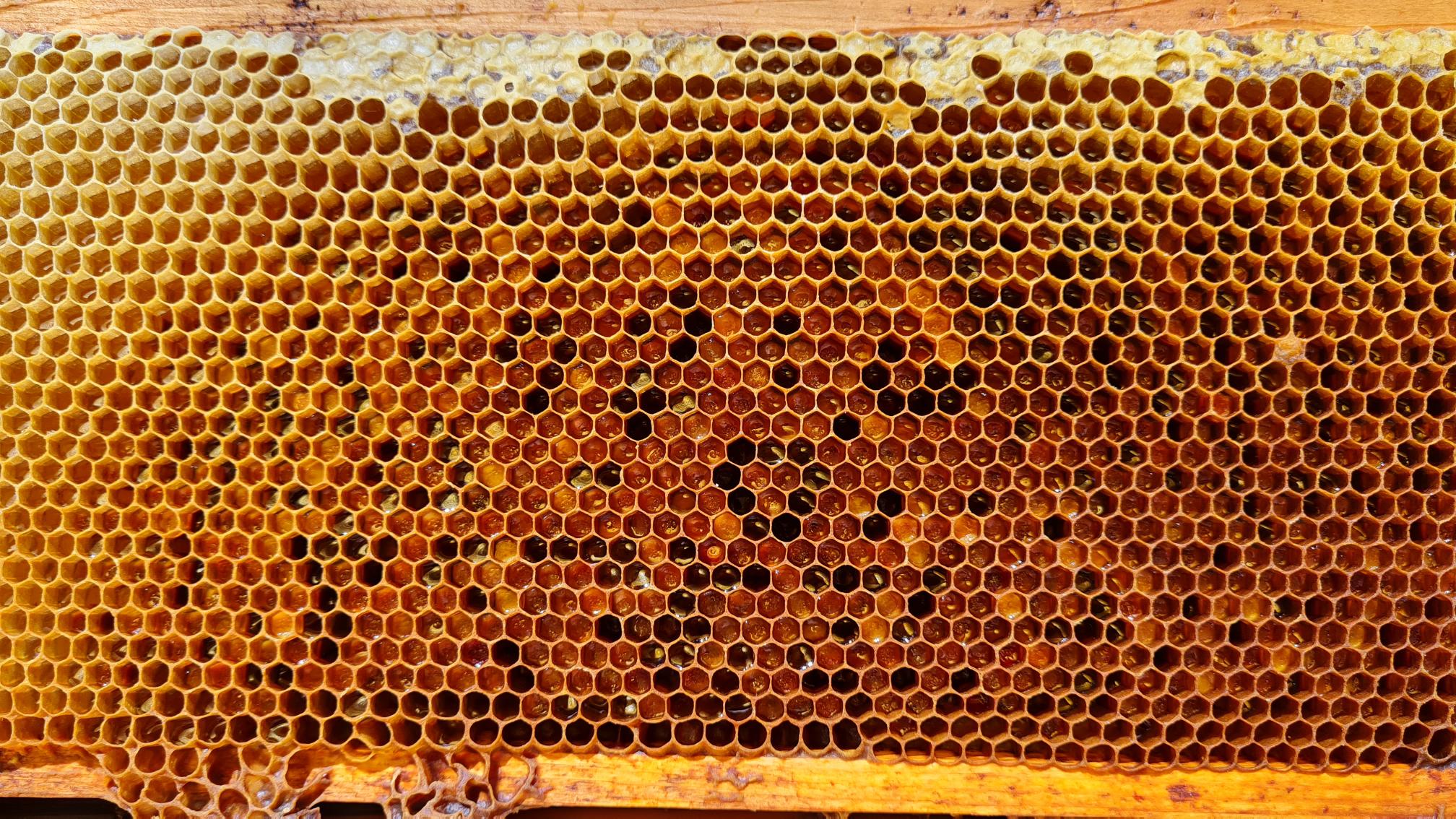 Med z Komunitného včelárstve BeeSpace