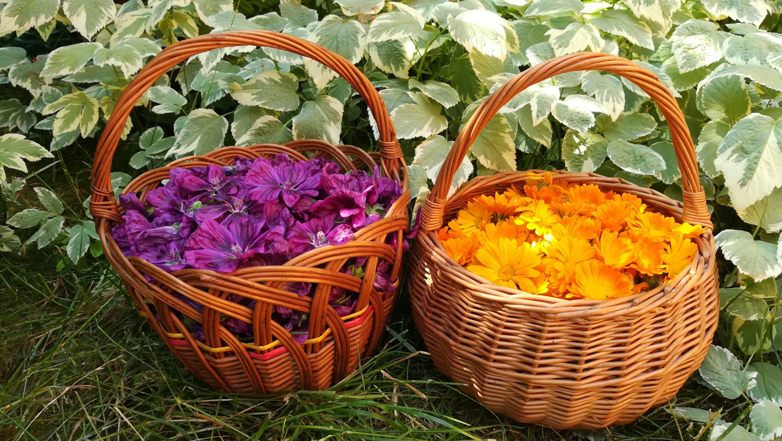 Ponúkam čerstvý Nechtík lekársky a Slez maurský