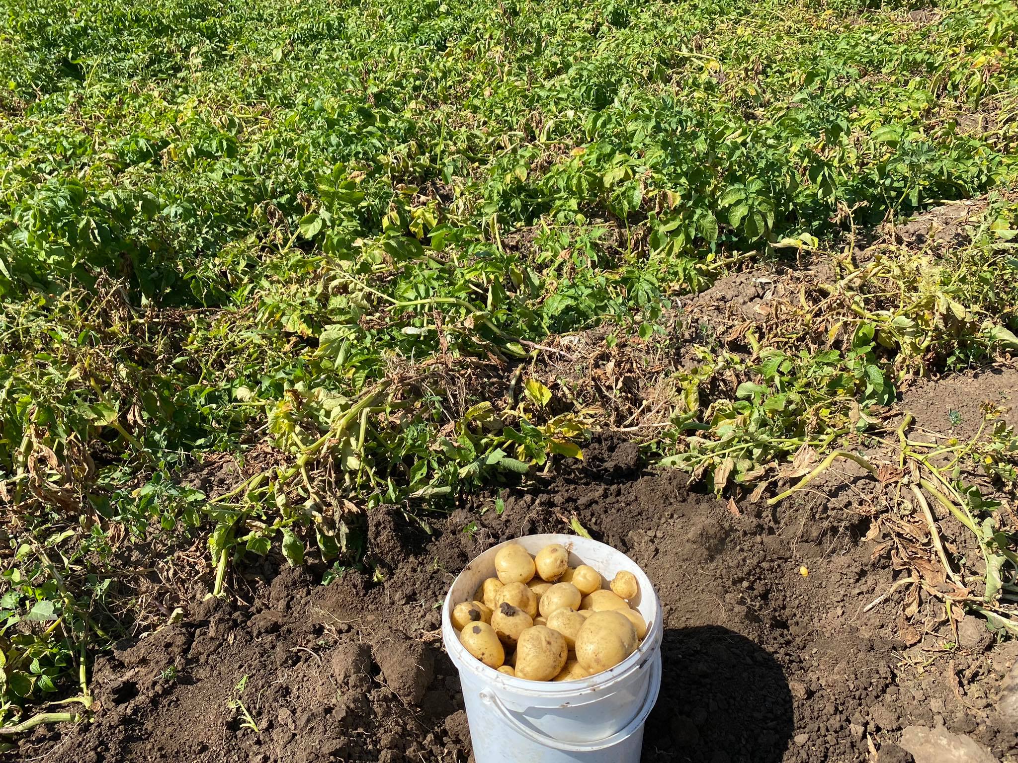 Predam slovenske zamiaky z okresu Novych Zamkov – 3kg