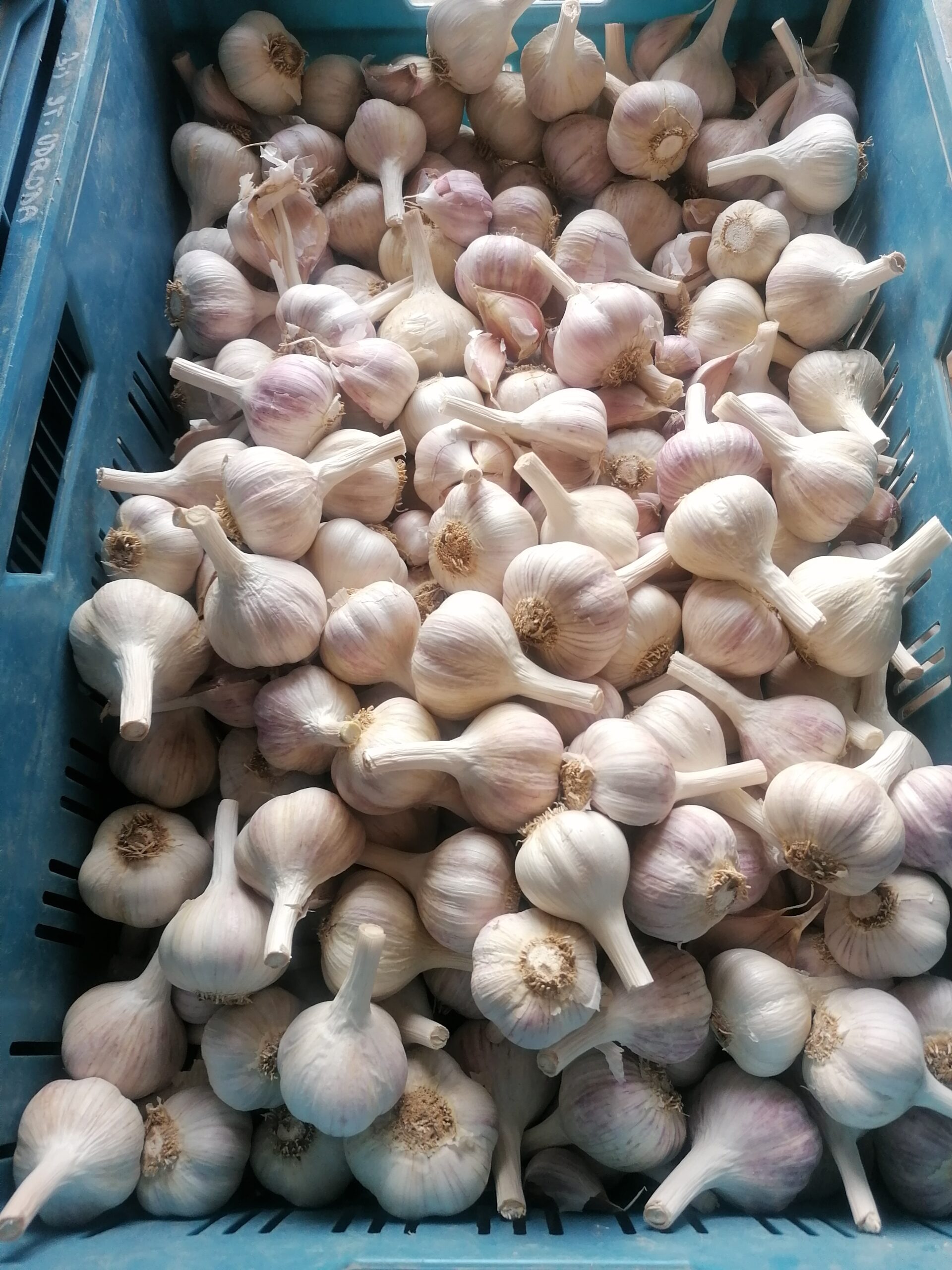 Predám cesnak paličiak