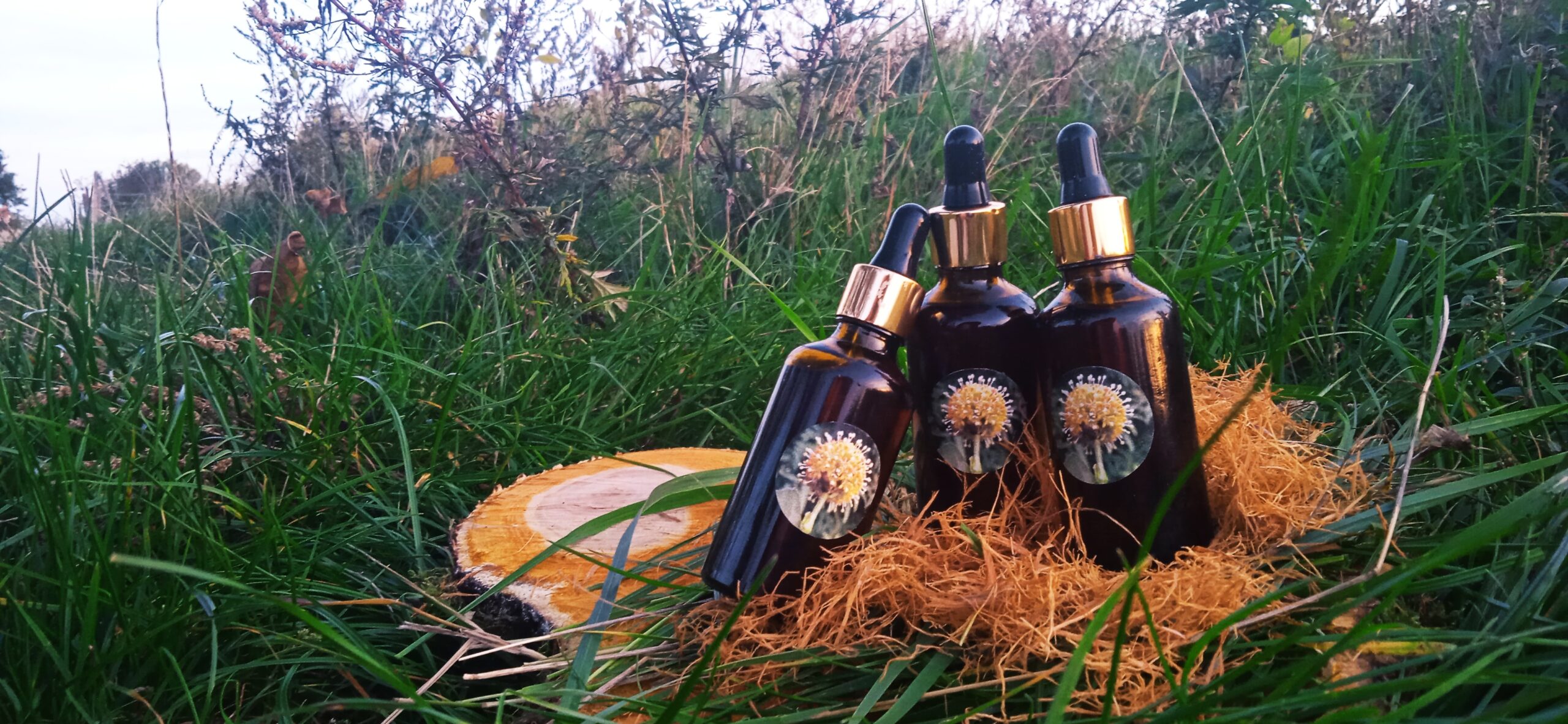 Vilcacora (mačací pazúr) – tinktúra z kráľovnej Amazónie proti Covidu