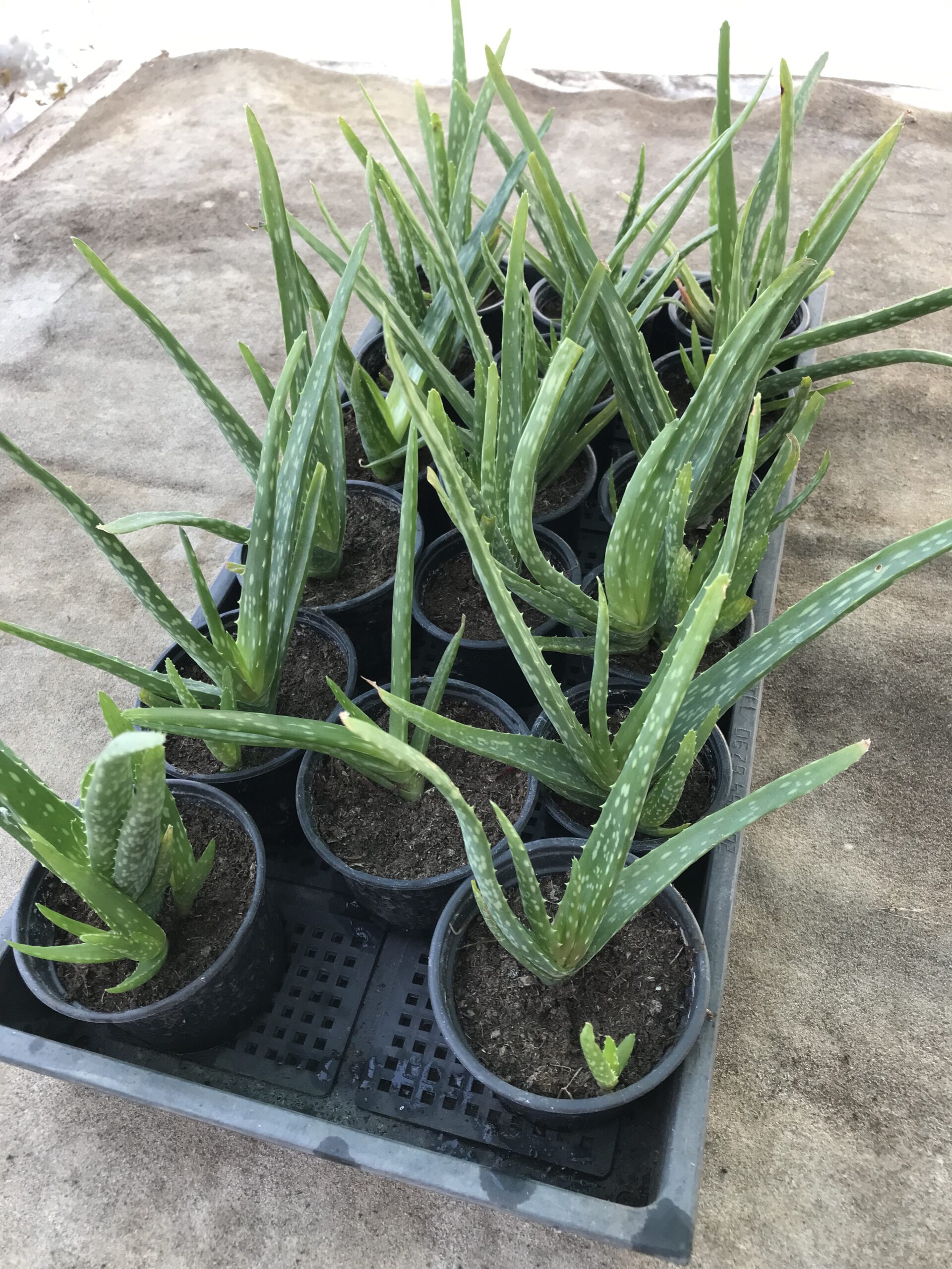 aloe vera