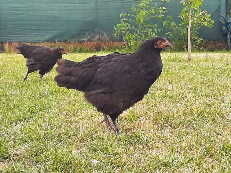 Vajíčka z voľného výbehu