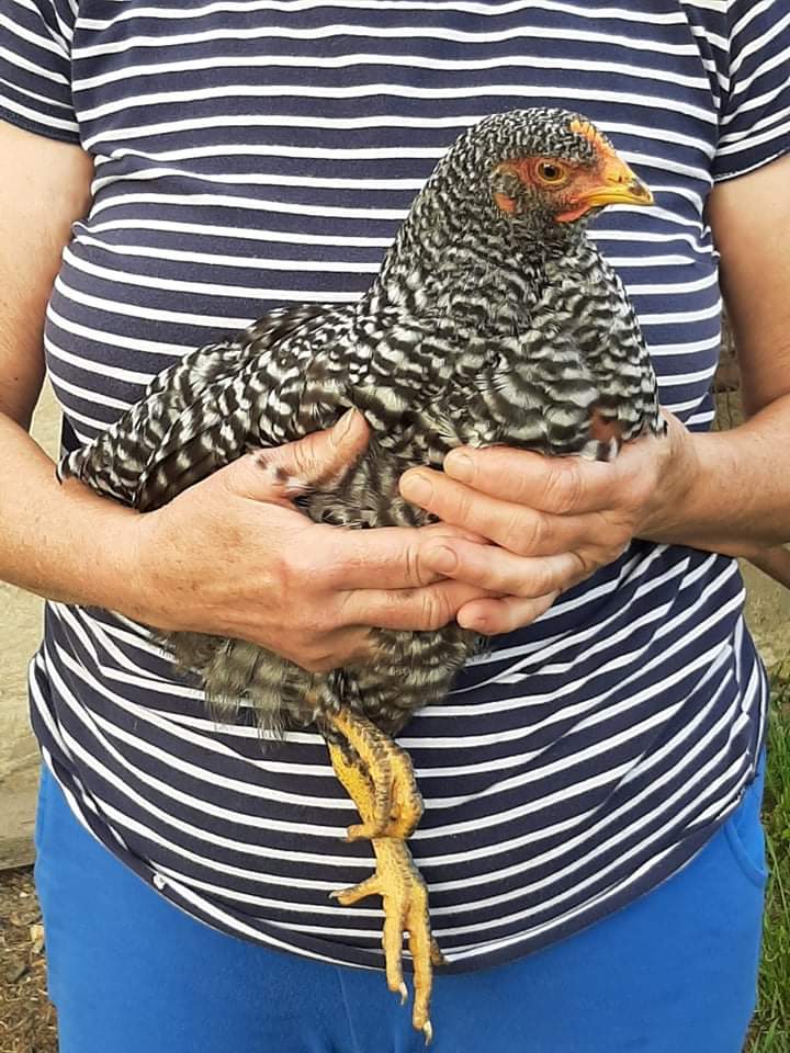 Vajíčka z voľného výbehu