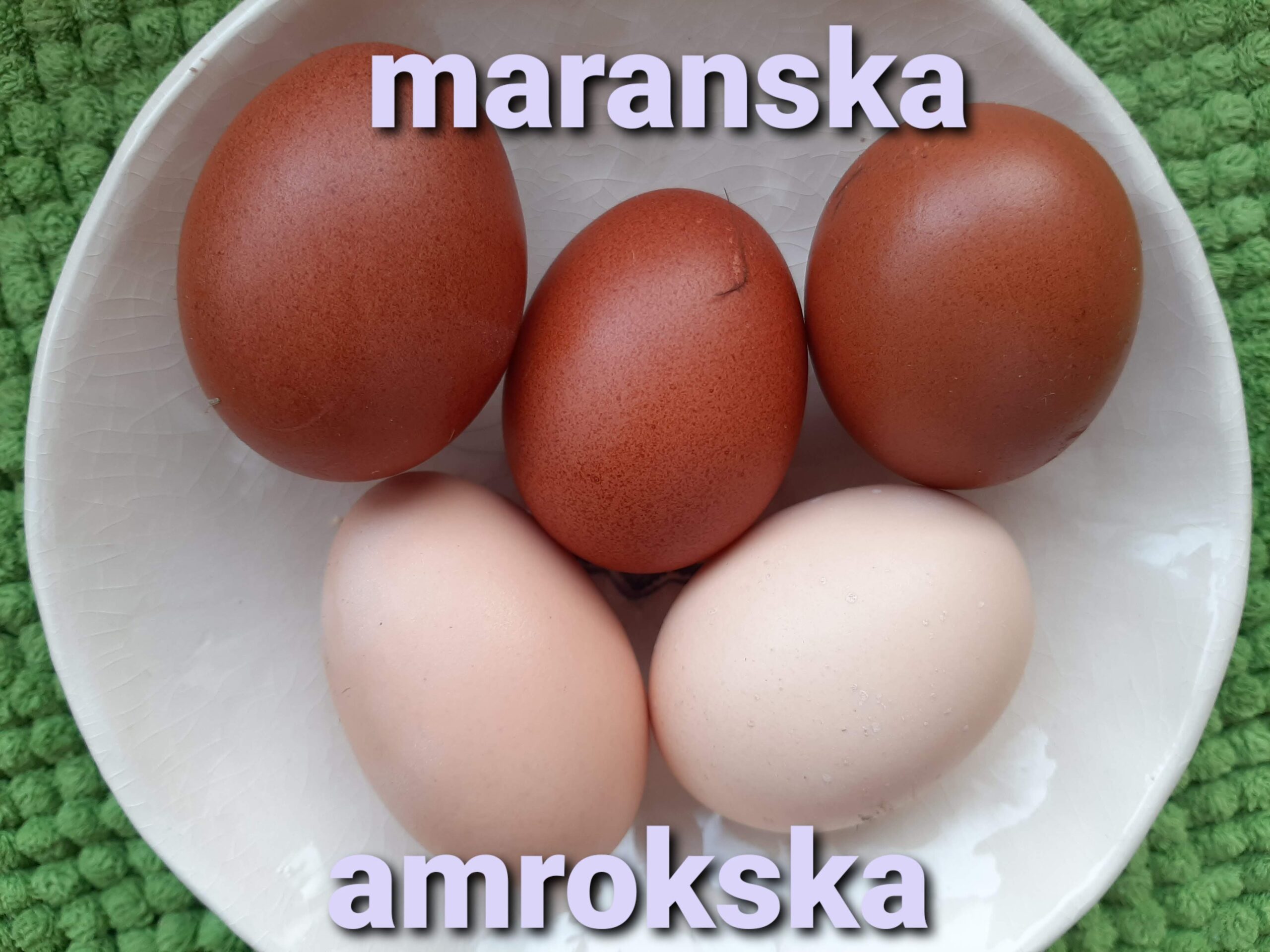 Vajíčka z voľného výbehu