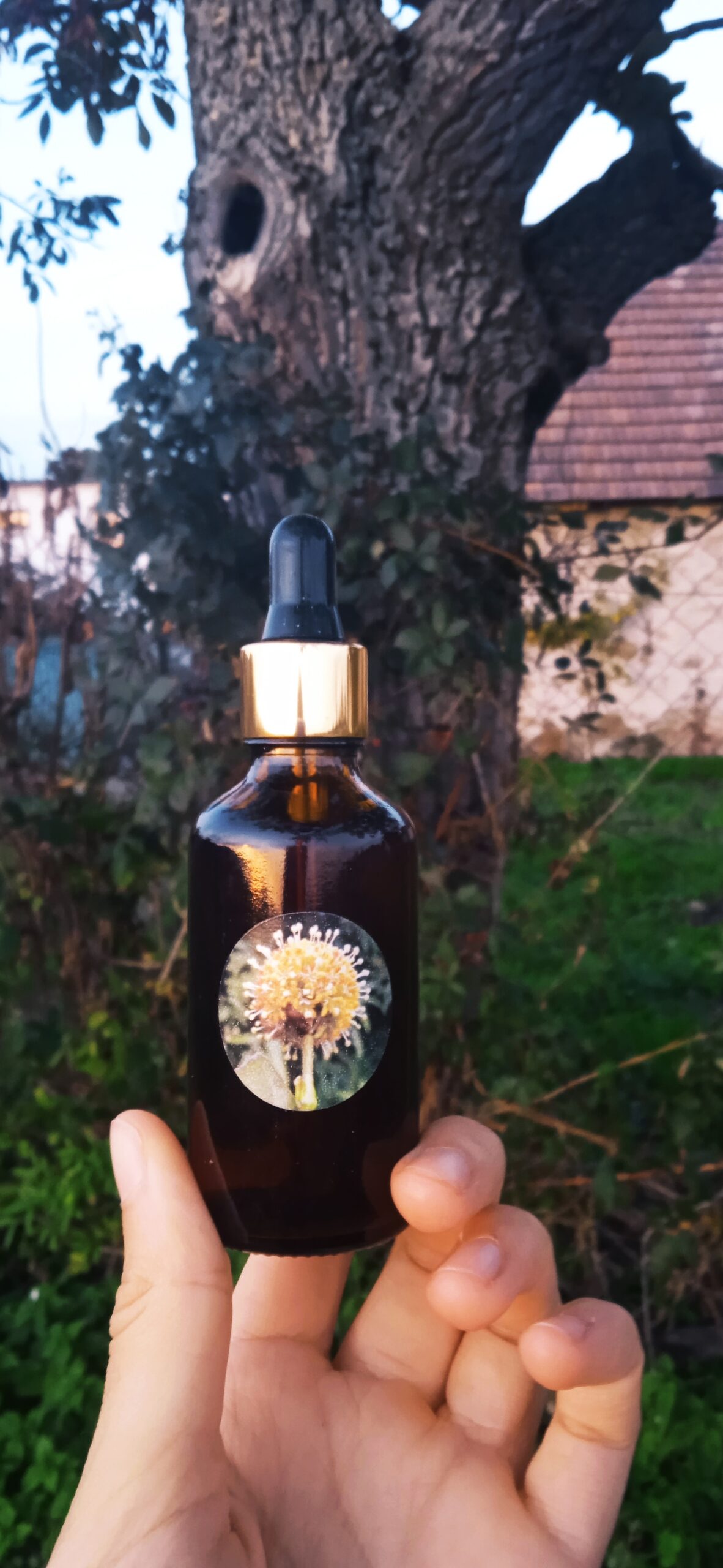 Vilcacora (mačací pazúr) – tinktúra z kráľovnej Amazónie proti Covidu