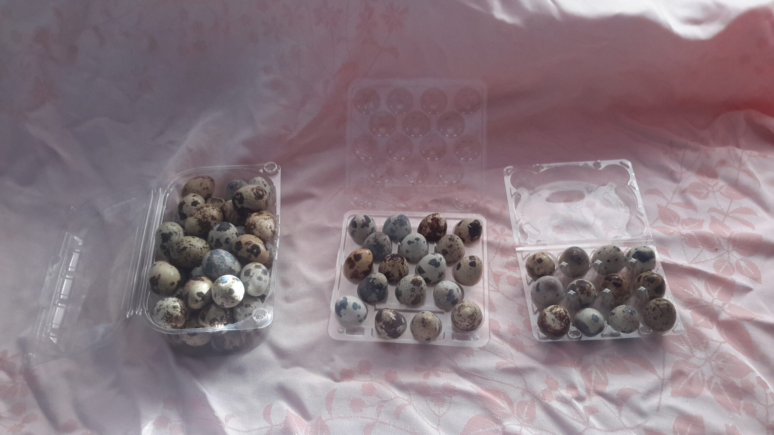 Prepeličie vajíčka