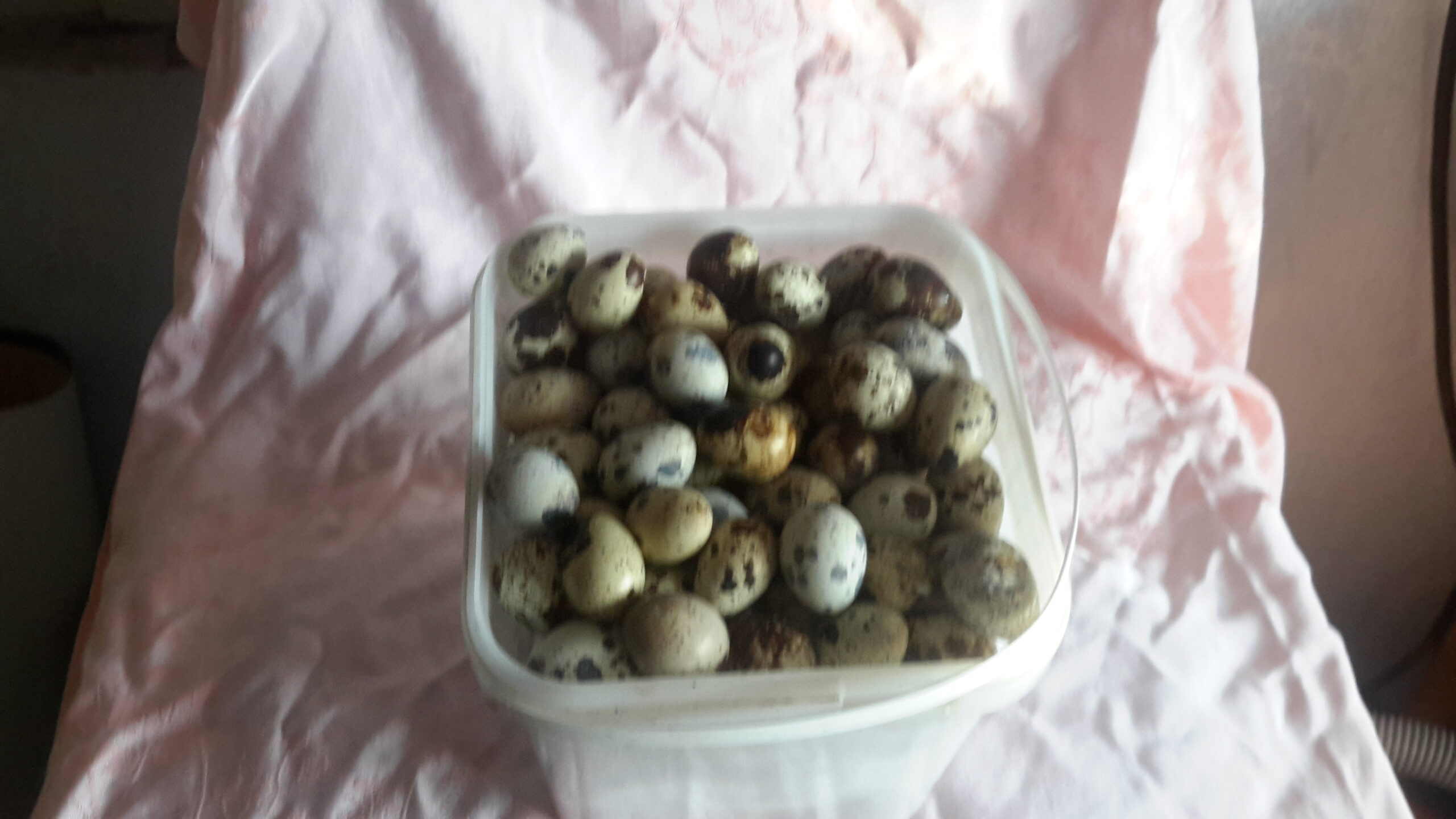 Prepeličie vajíčka