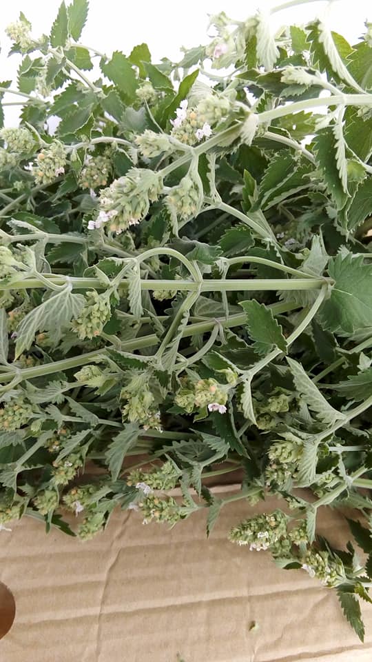 Čajová zmes * na upokojenie