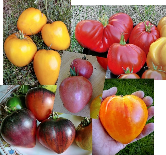 ponuka prebytkov SEMIEN rastlín z vlastnej produkcie pre sezónu 2022.