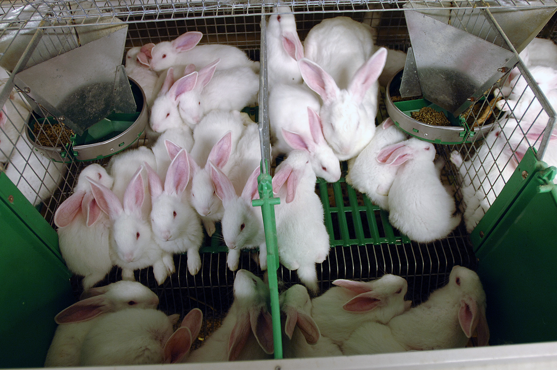 Králiky Hyla genetics-originálna francúzska genetika