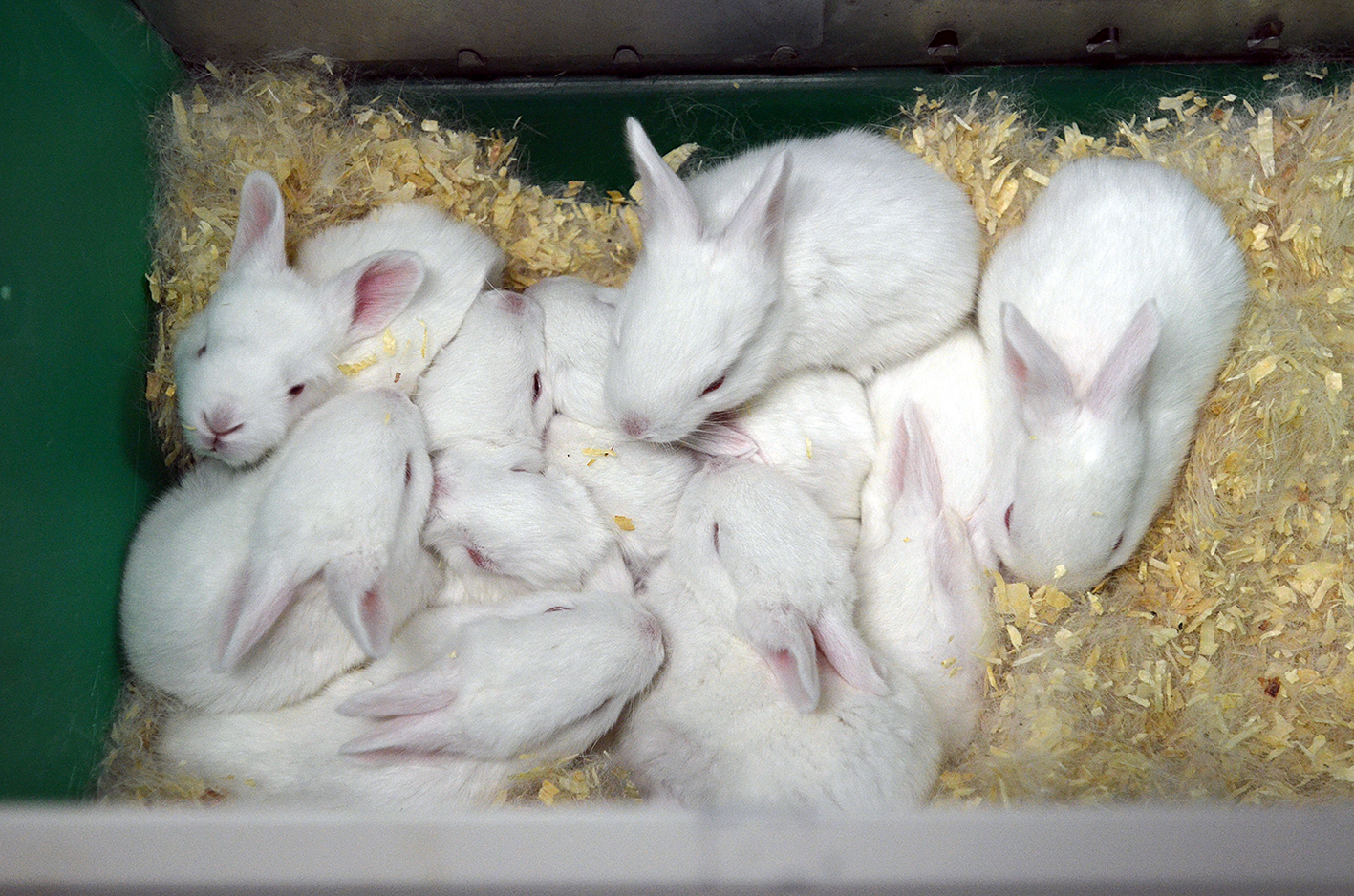 Králiky Hyla genetics-originálna francúzska genetika