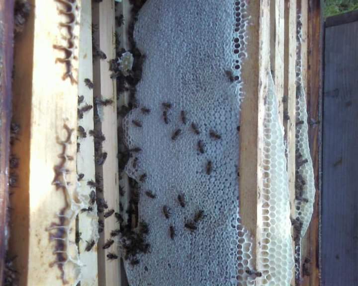 Med priamo od vcelára