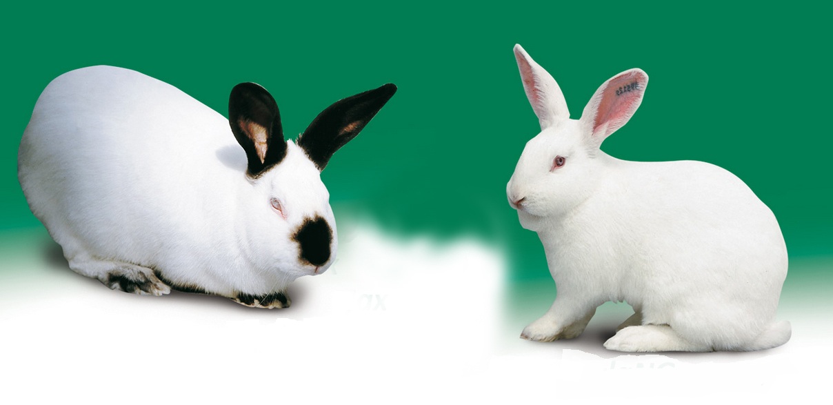 Králiky Hyla genetics-originálna francúzska genetika