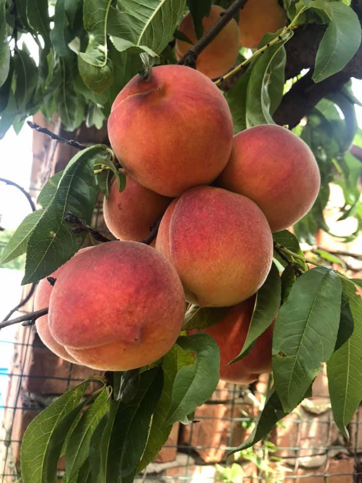 Marhule zo záhradky