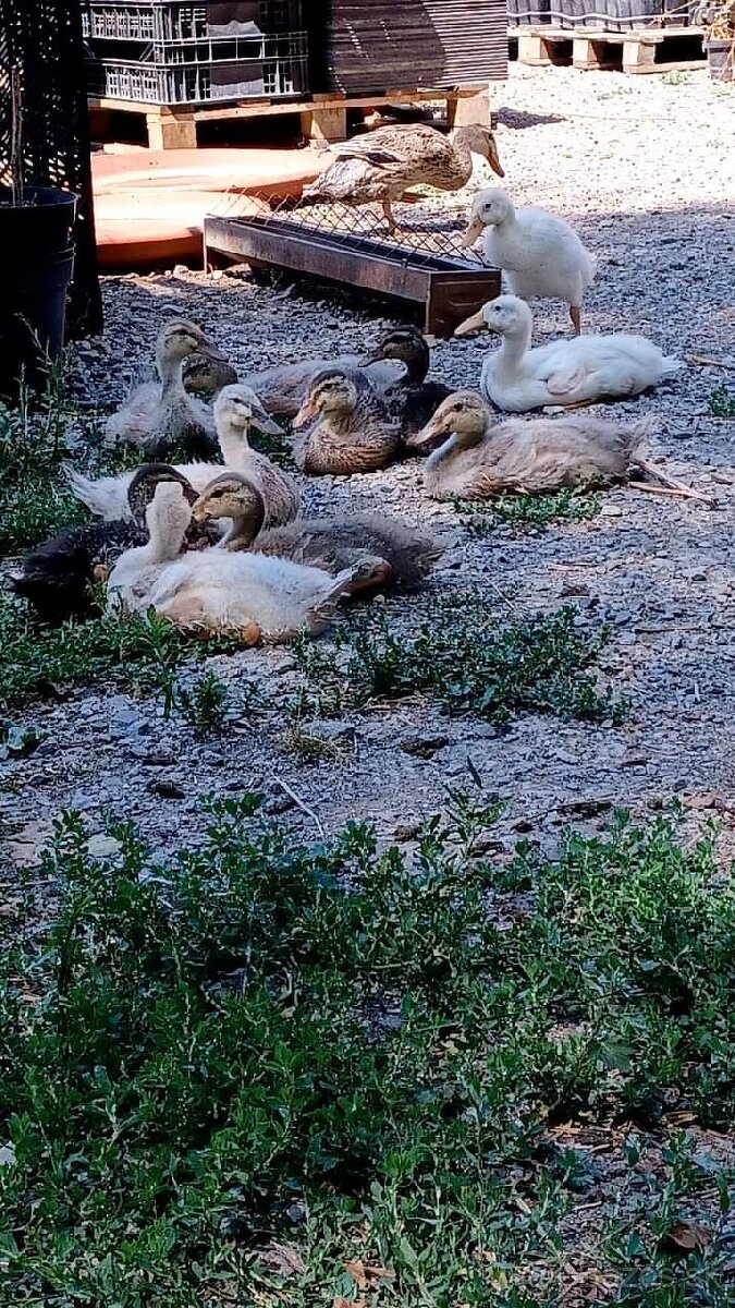 Káčatá Indického bežca