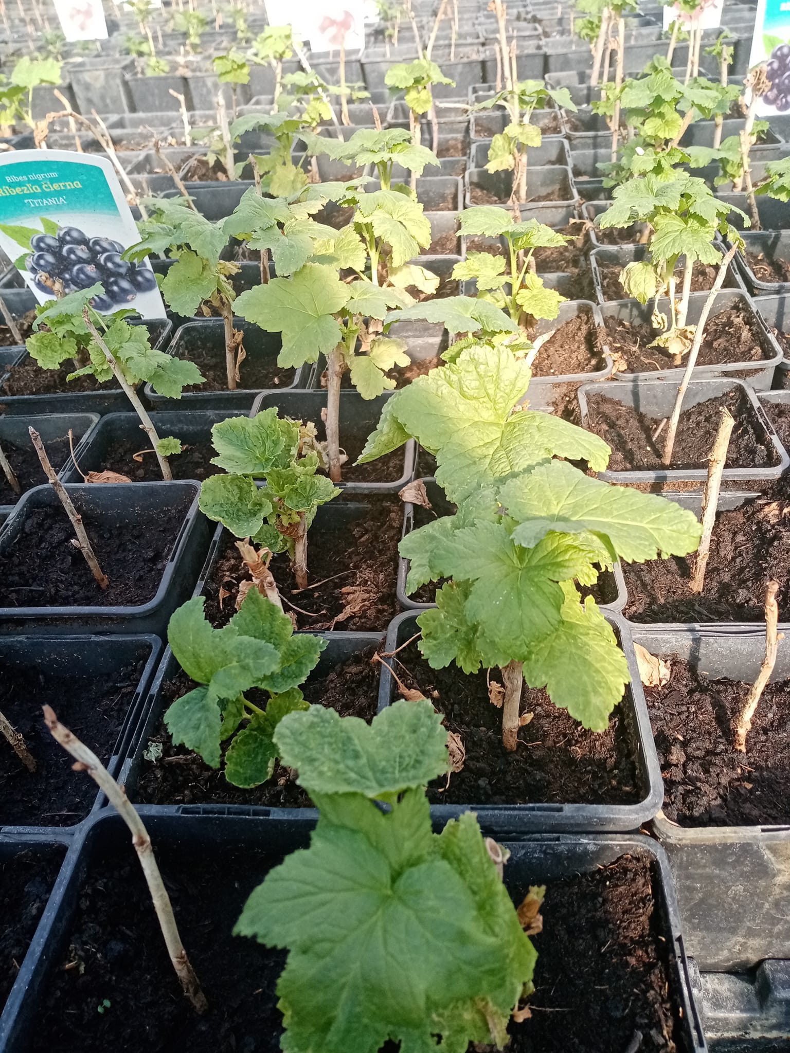 Sadenice ovocných kríkov