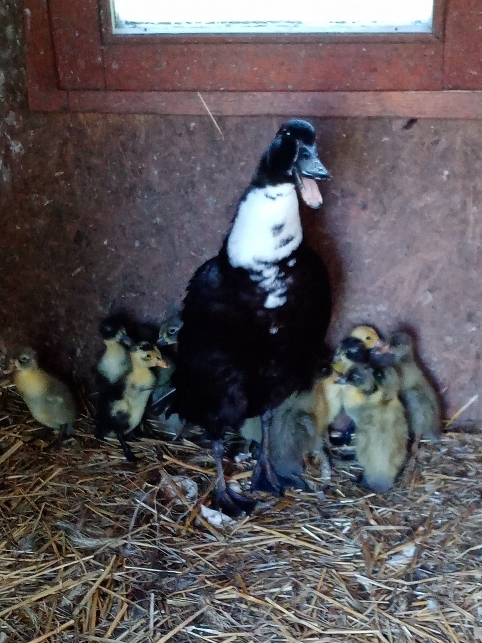 Káčatá Indického bežca