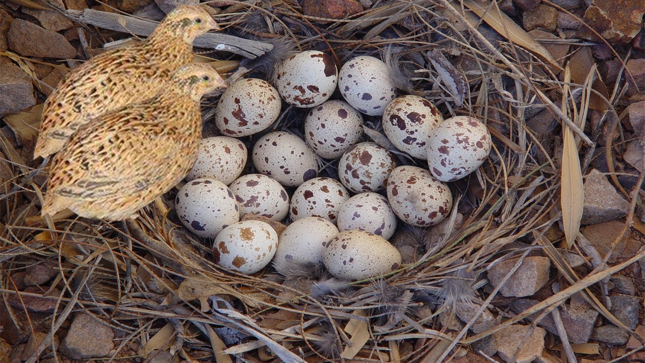 Slepačie a prepeličie vajíčka