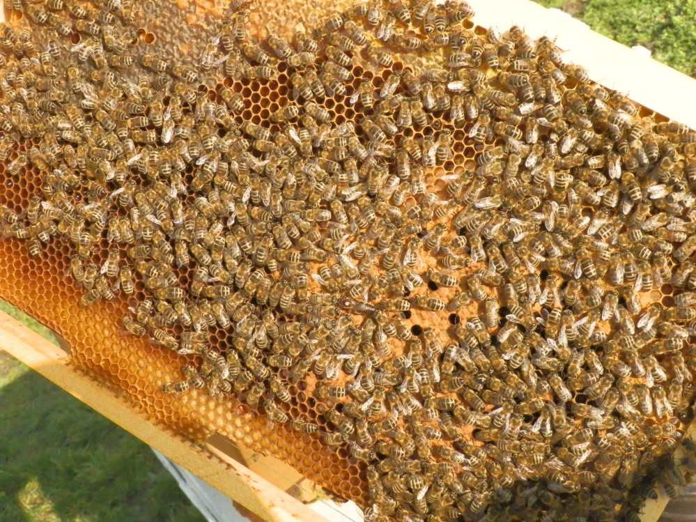 Repkový včelí med priamo od registrovaného včelára