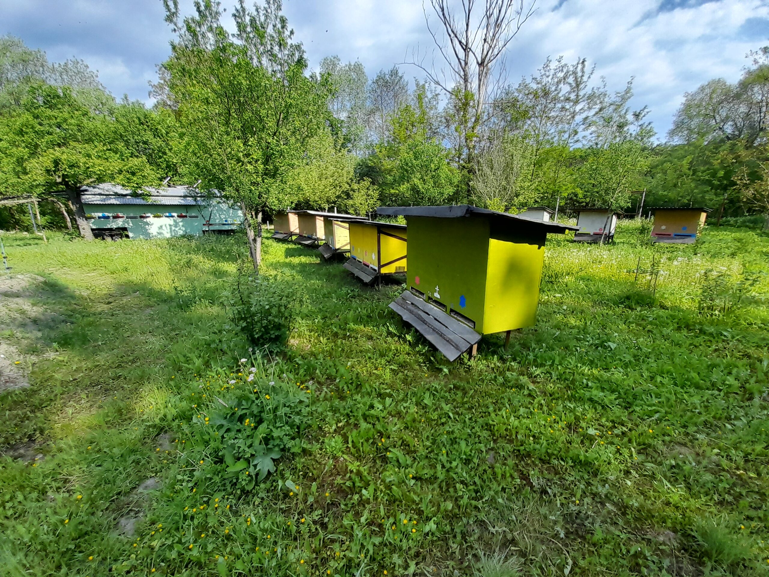 Predám lesný medovicový med