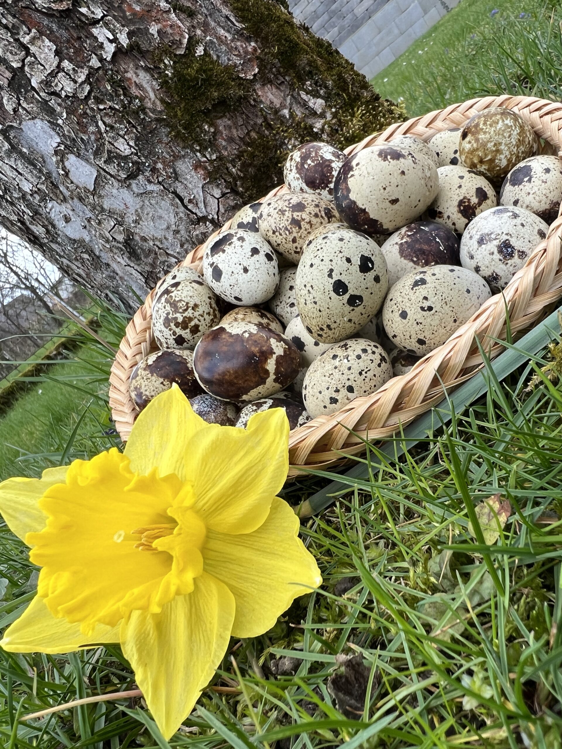 Predám prepeličie vajíčka nožnice