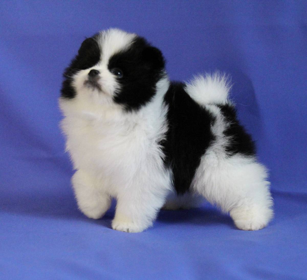 Krásná štěňata pomeranianů pro dobrý domov