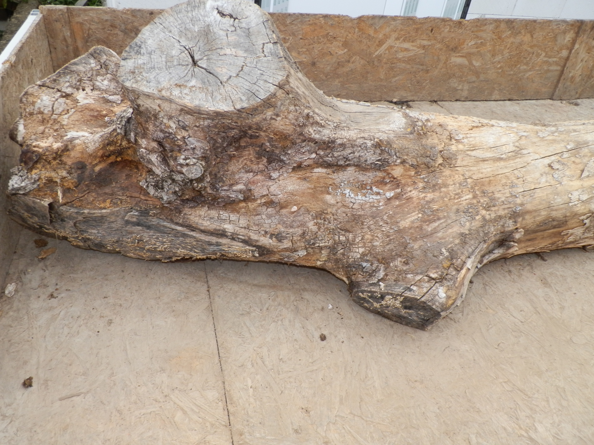 Predám orechový kmeň / guľatina