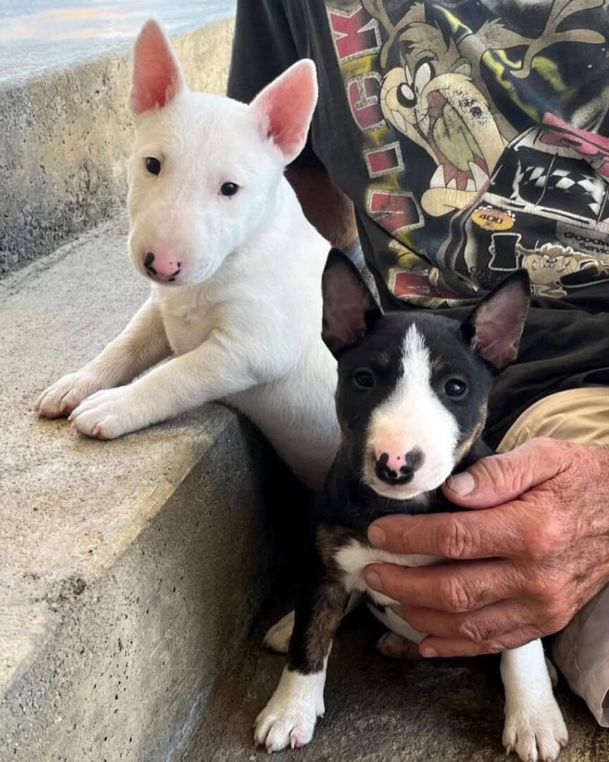 Bull-Terrier