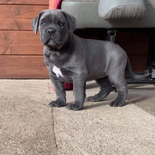 Šteniatka Cane Corso