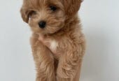 Krásne šteniatka Maltipoo