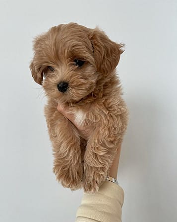Krásne šteniatka Maltipoo