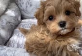 Krásne šteniatka Maltipoo