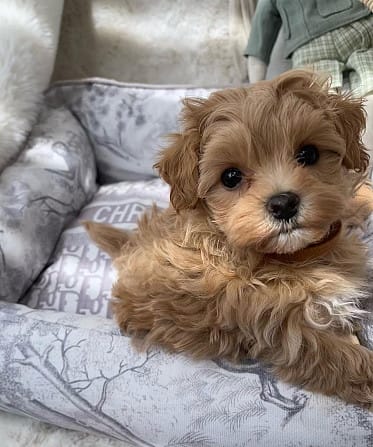 Krásne šteniatka Maltipoo