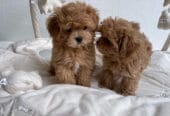 Krásne šteniatka Maltipoo