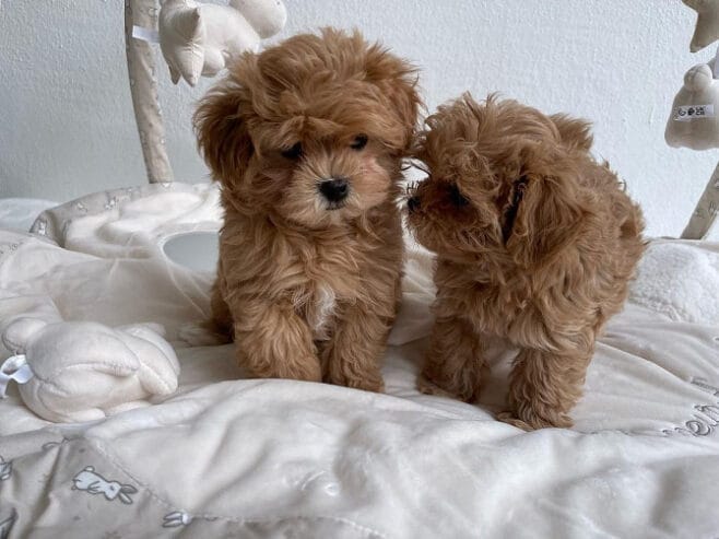 Krásne šteniatka Maltipoo
