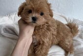 Krásne šteniatka Maltipoo