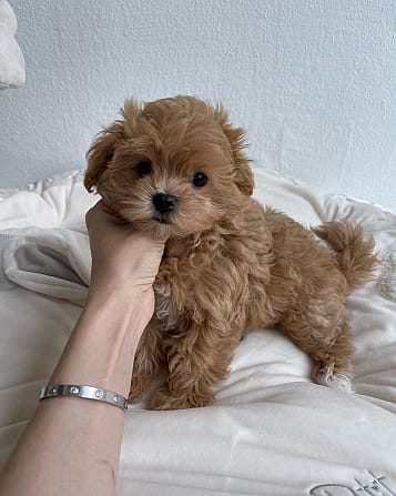 Krásne šteniatka Maltipoo