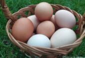 Domáce vajíčka