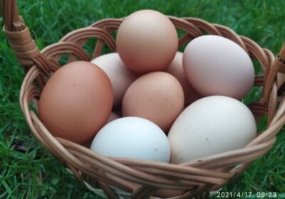 inbound4752749443355951752-657×493-1