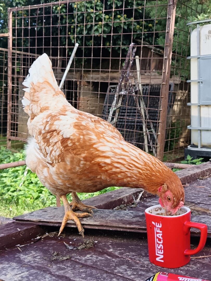 Domáce vajcia v Bio kvalite s voľného vybehu