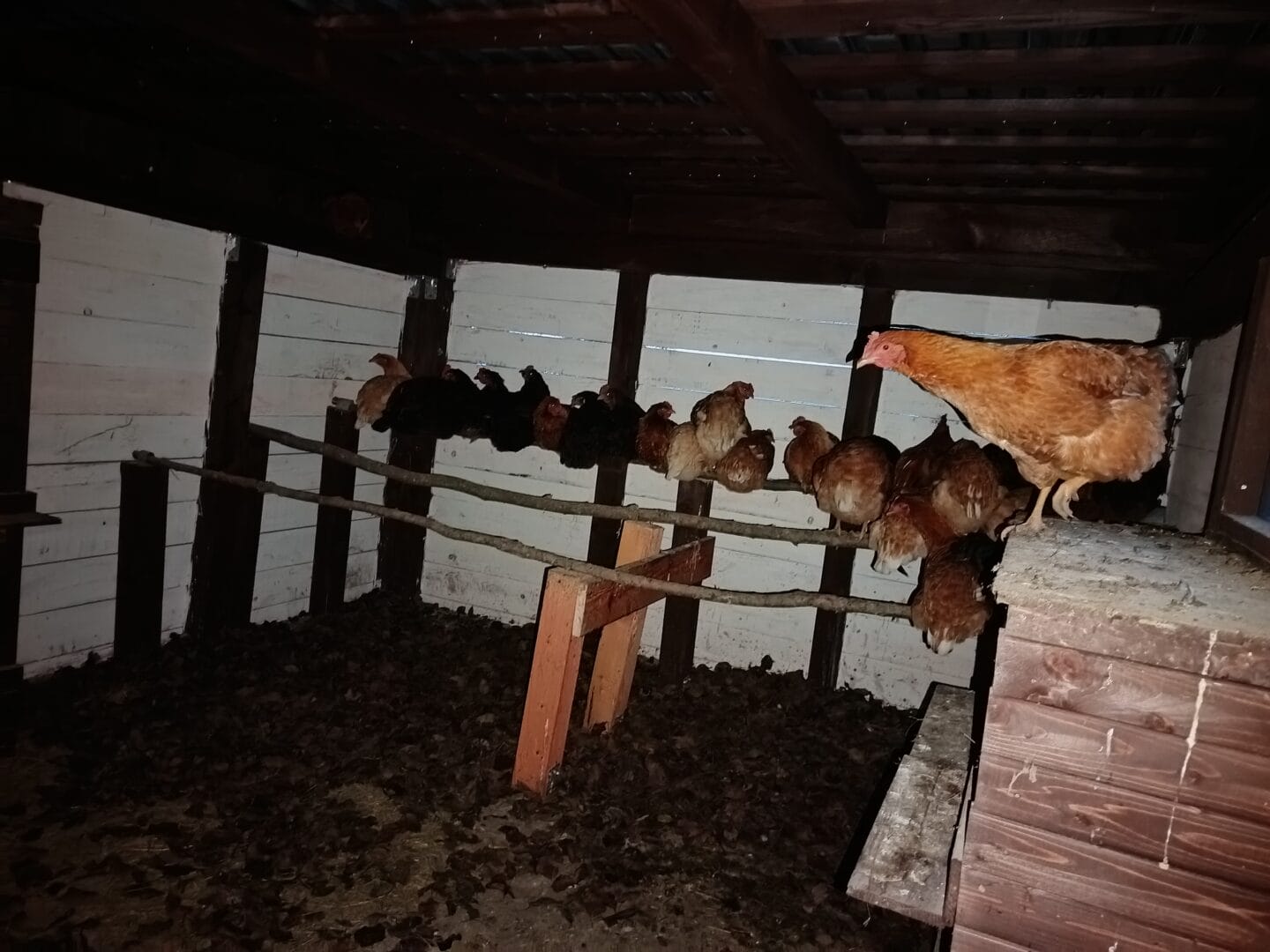 Domáce vajcia v Bio kvalite s voľného vybehu