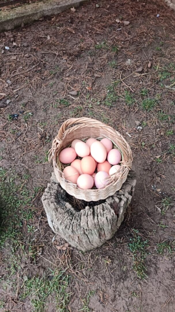 Domáce vajcia v Bio kvalite s voľného vybehu